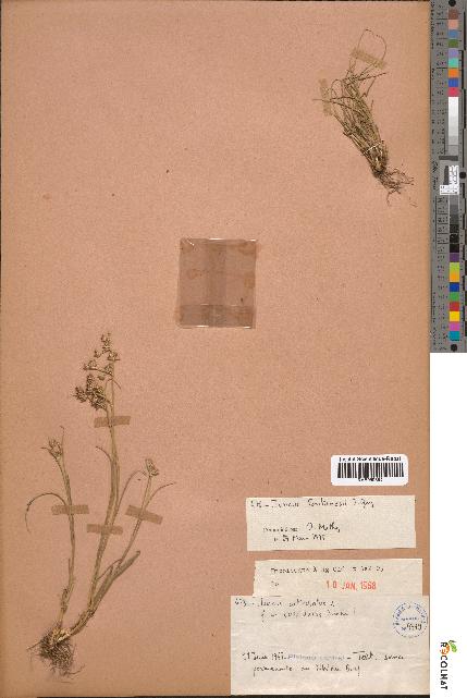 spécimen de Juncus articulatus