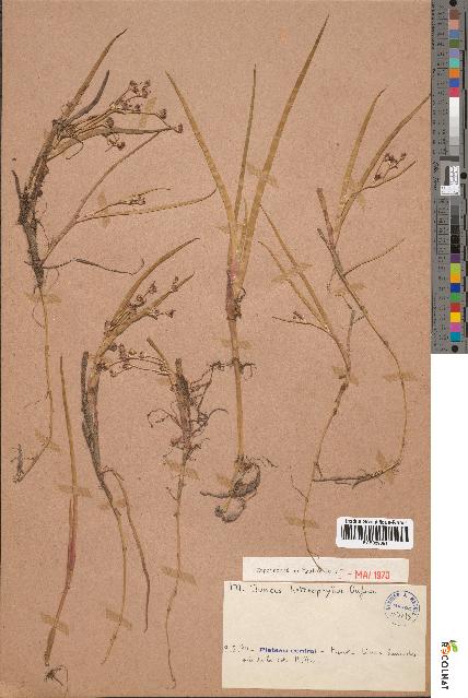 spécimen de Juncus heterophyllus