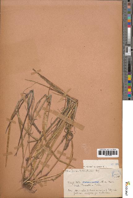 spécimen de Juncus heterophyllus