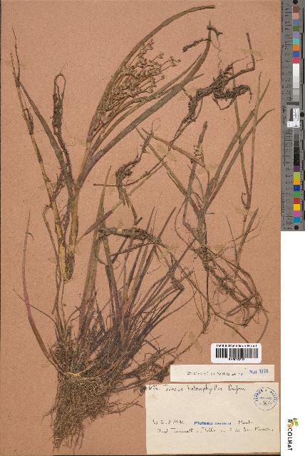 spécimen de Juncus heterophyllus