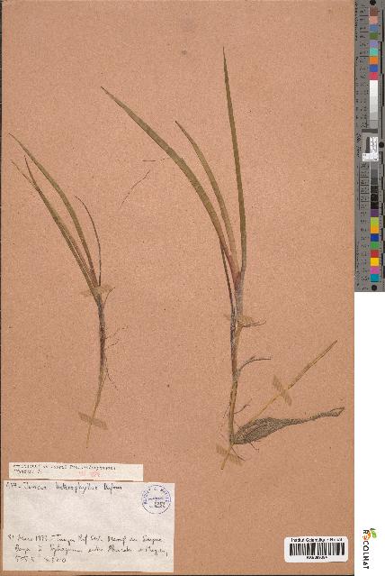 spécimen de Juncus heterophyllus