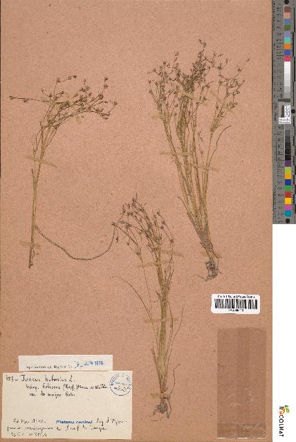 spécimen de Juncus bufonius