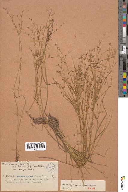 spécimen de Juncus bufonius