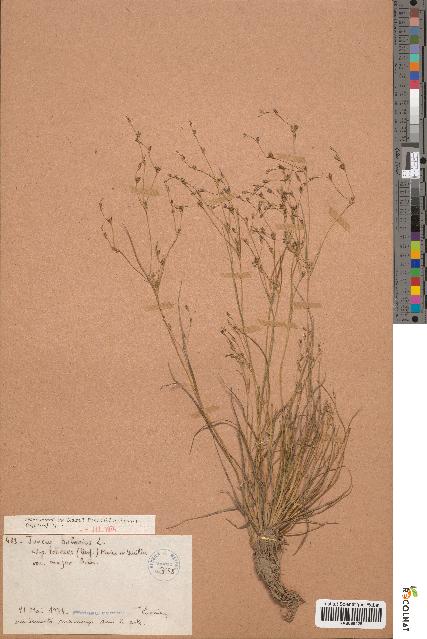 spécimen de Juncus bufonius