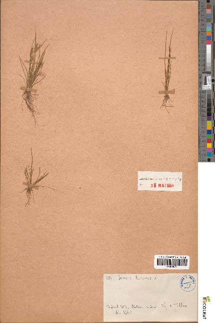 spécimen de Juncus bufonius