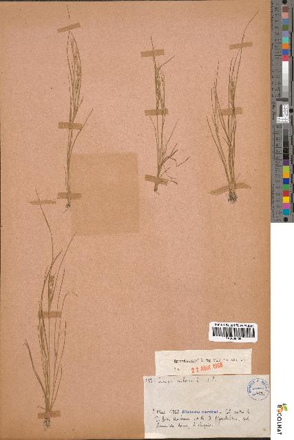 spécimen de Juncus bufonius