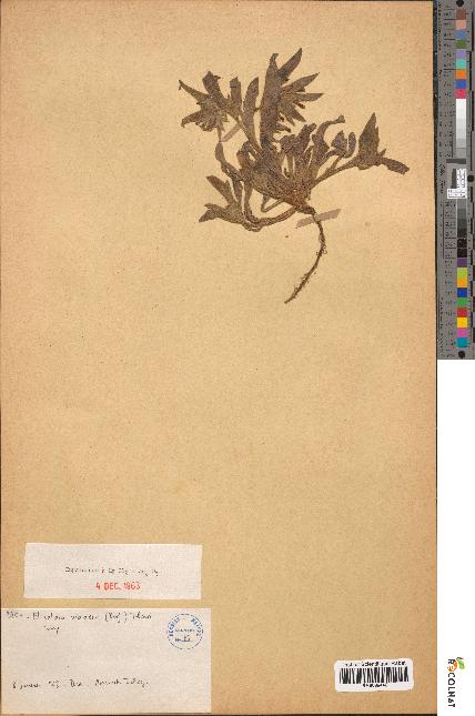 spécimen de Elizaldia violacea