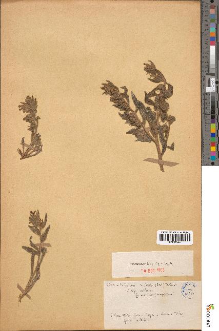 spécimen de Elizaldia violacea