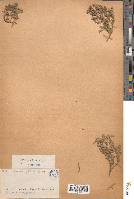 spécimen de Megastoma pusillum