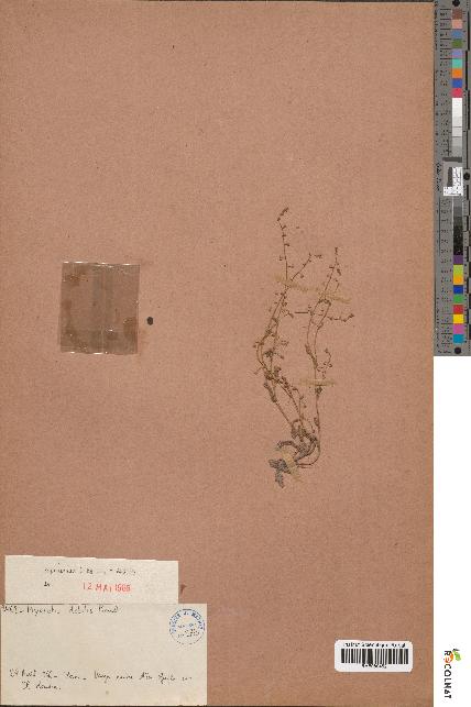 spécimen de Myosotis debilis