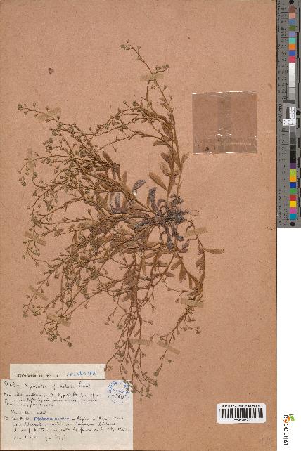 spécimen de Myosotis debilis