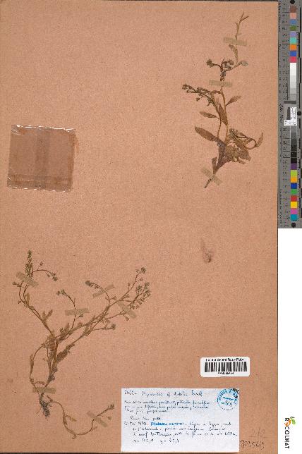 spécimen de Myosotis debilis