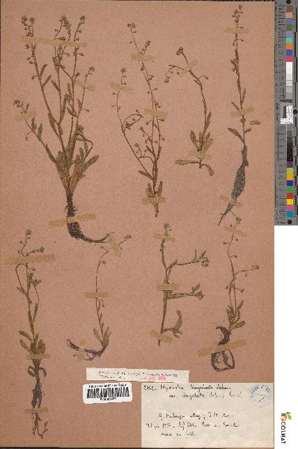 spécimen de Myosotis debilis