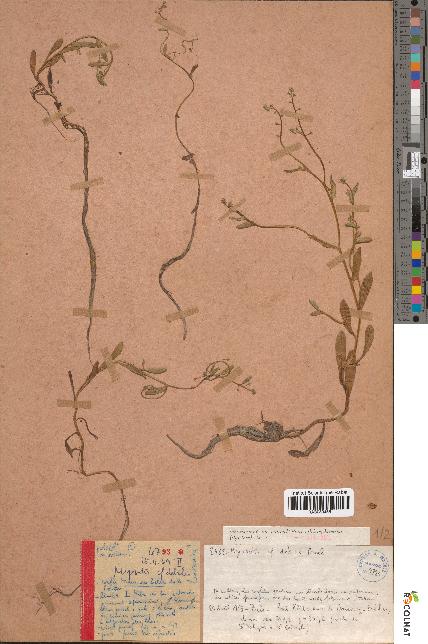 spécimen de Myosotis debilis