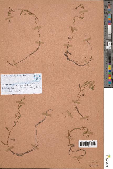 spécimen de Myosotis debilis