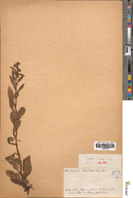 spécimen de Myosotis welwitschii