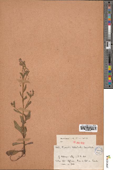 spécimen de Myosotis welwitschii