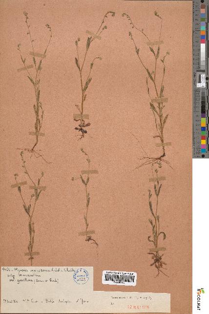 spécimen de Myosotis ramosissima