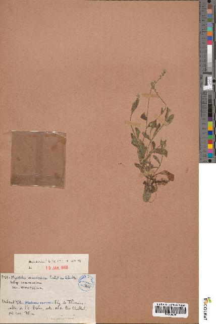 spécimen de Myosotis ramosissima