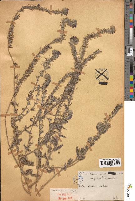 spécimen de Echium confusum
