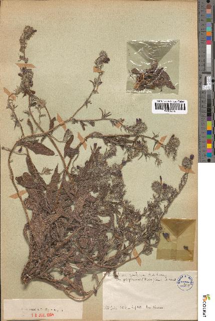 spécimen de Echium confusum