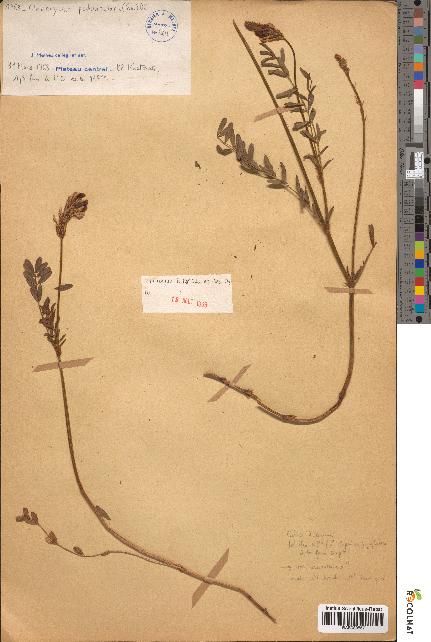 spécimen de Onobrychis peduncularis