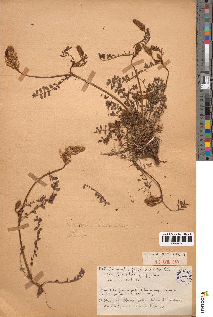 spécimen de Onobrychis peduncularis