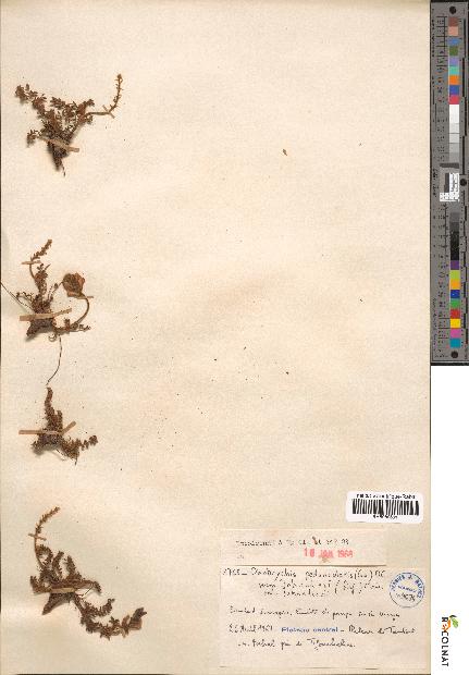 spécimen de Onobrychis peduncularis