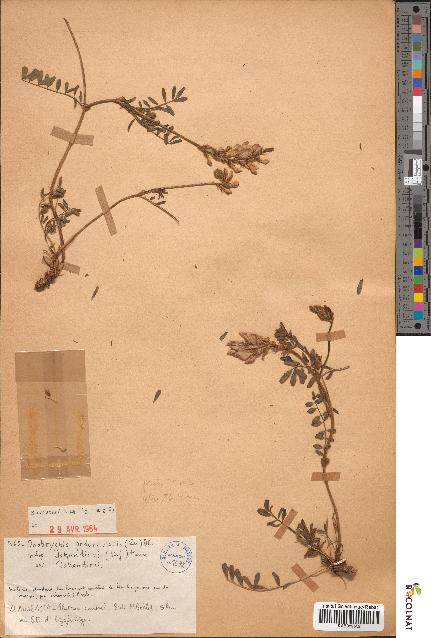 spécimen de Onobrychis peduncularis
