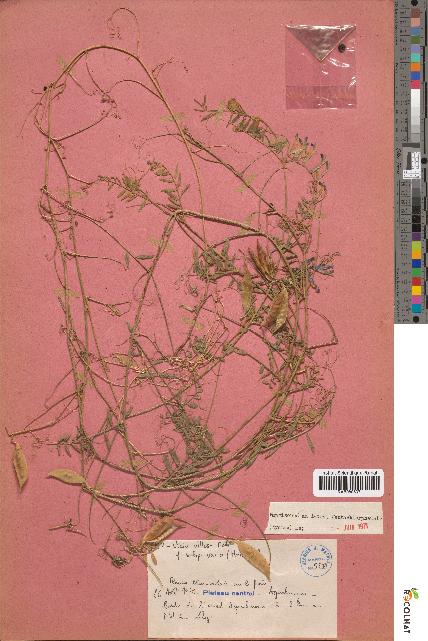 spécimen de Vicia villosa
