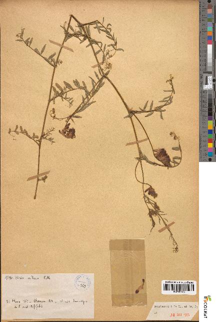 spécimen de Vicia villosa