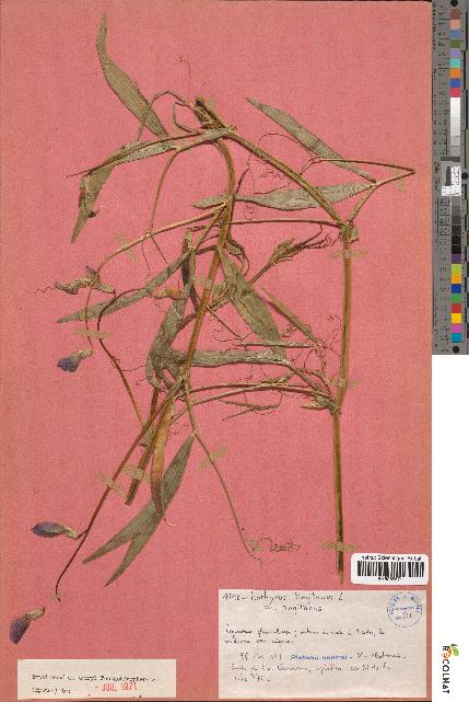 spécimen de Lathyrus tingitanus