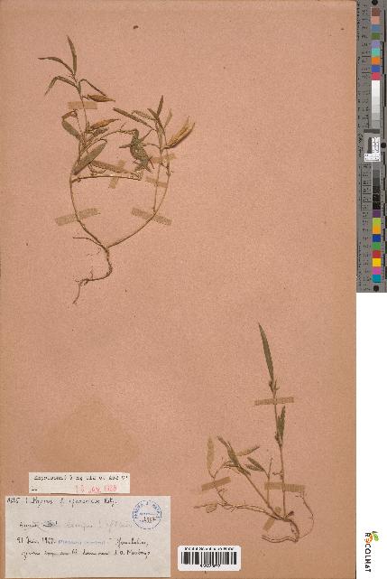 spécimen de Lathyrus cf. sphaericus
