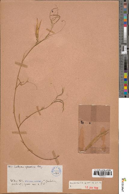 spécimen de Lathyrus cf. sphaericus
