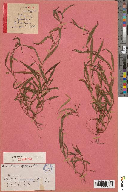 spécimen de Lathyrus cf. sphaericus