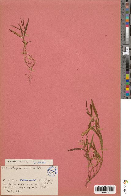 spécimen de Lathyrus cf. sphaericus