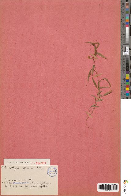 spécimen de Lathyrus cf. sphaericus