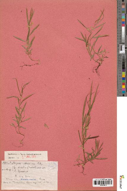 spécimen de Lathyrus sphaericus