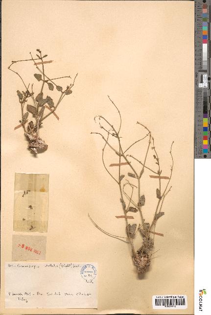 spécimen de Commicarpus stellatus