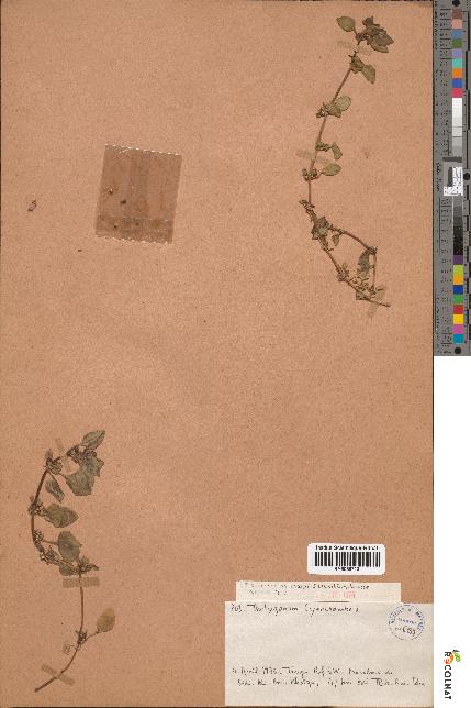 spécimen de Theligonum cynocrambe