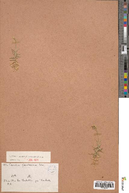 spécimen de Cerastium gibraltaricum