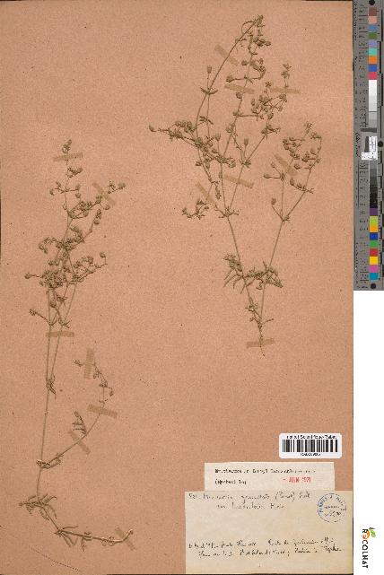 spécimen de Minuartia geniculata