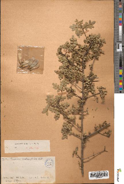 spécimen de Fraxinus xanthoxyloides