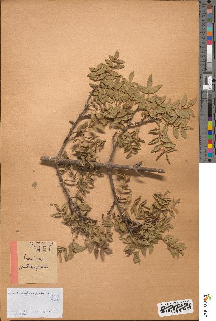 spécimen de Fraxinus xanthoxyloides
