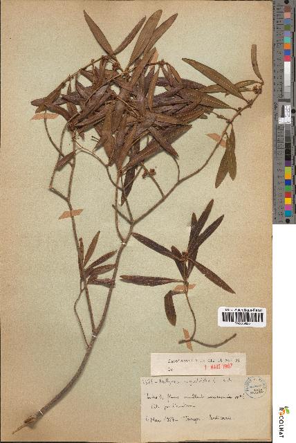 spécimen de Phillyrea angustifolia