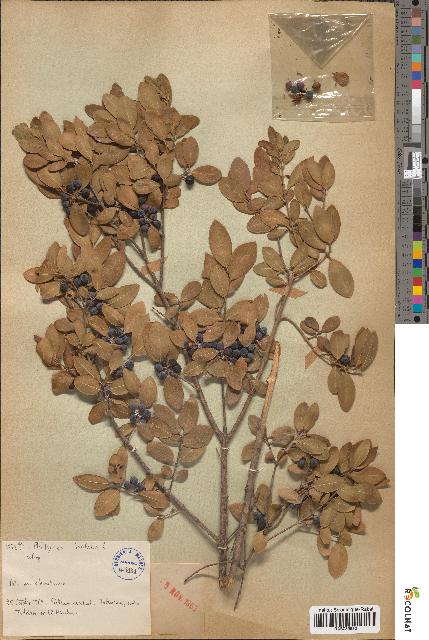 spécimen de Phillyrea latifolia