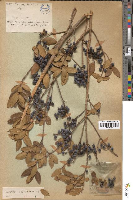 spécimen de Phillyrea latifolia