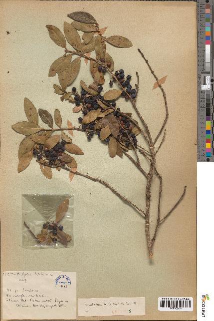 spécimen de Phillyrea latifolia