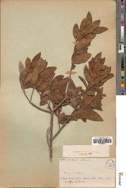 spécimen de Phillyrea latifolia