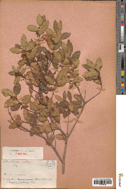 spécimen de Phillyrea latifolia